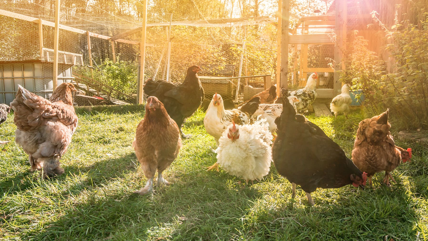 Hühnerhaltung im Wohngebiet – So gelingt es im eigenen Garten