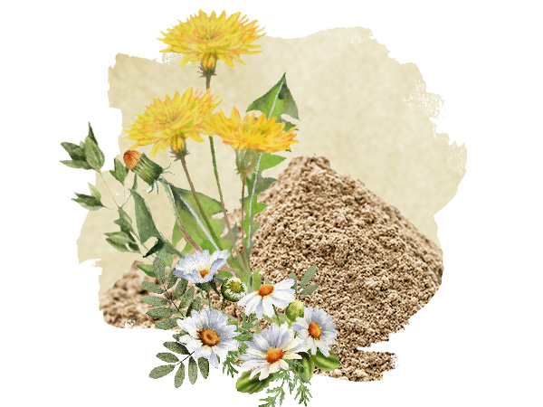 Es sind die PowerHerbs sowie einige gezeichnete Kräuter z.B. Löwenzahn und Kamille abgebildet.