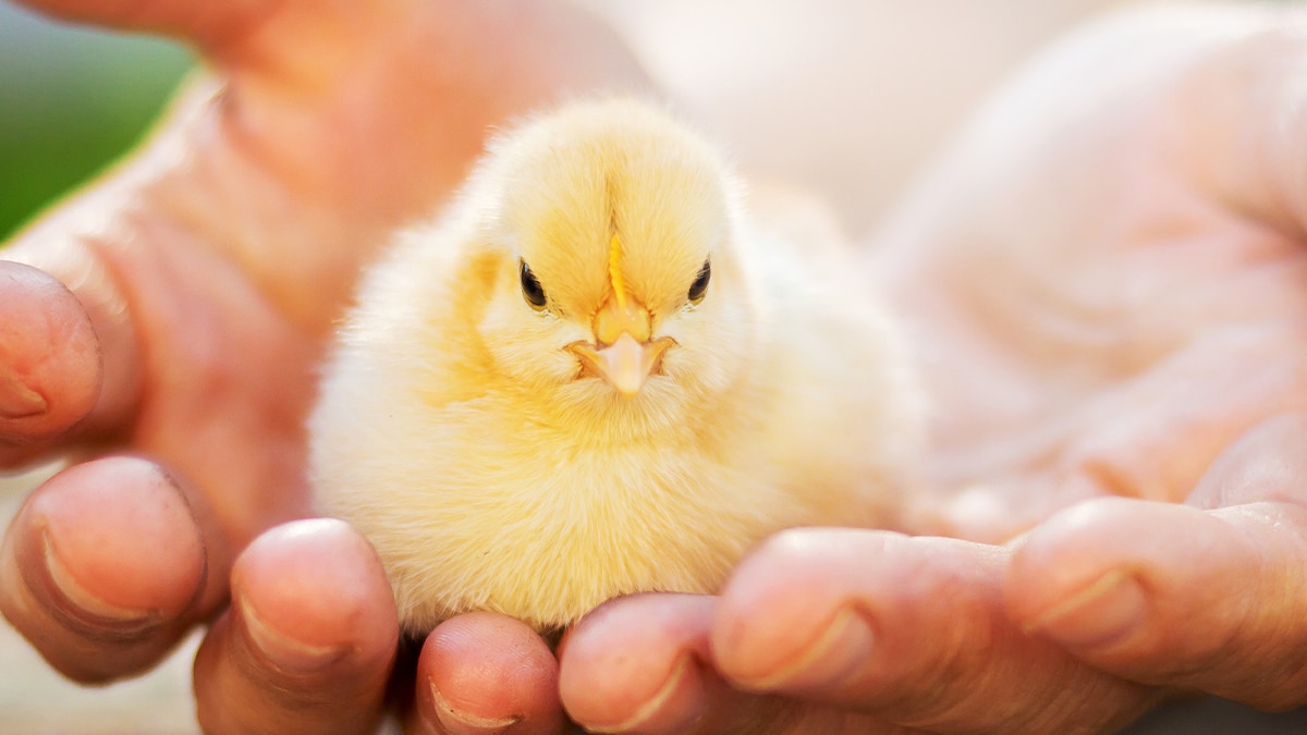 Kükenaufzucht - Das solltest du beachten