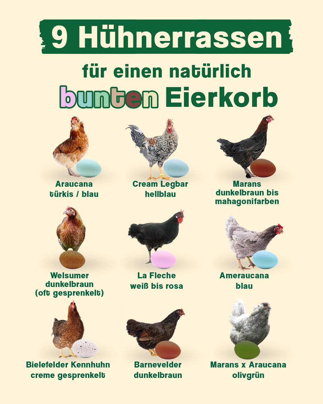 H&uuml;hnerrassen Eierfarben