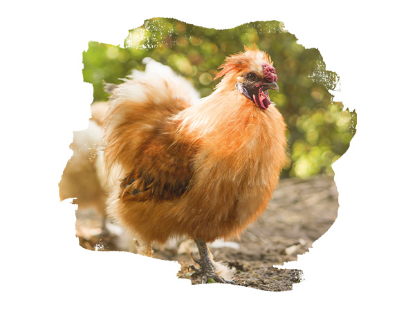 Braunes Seidenhuhn vor einem grünen Hintergrund