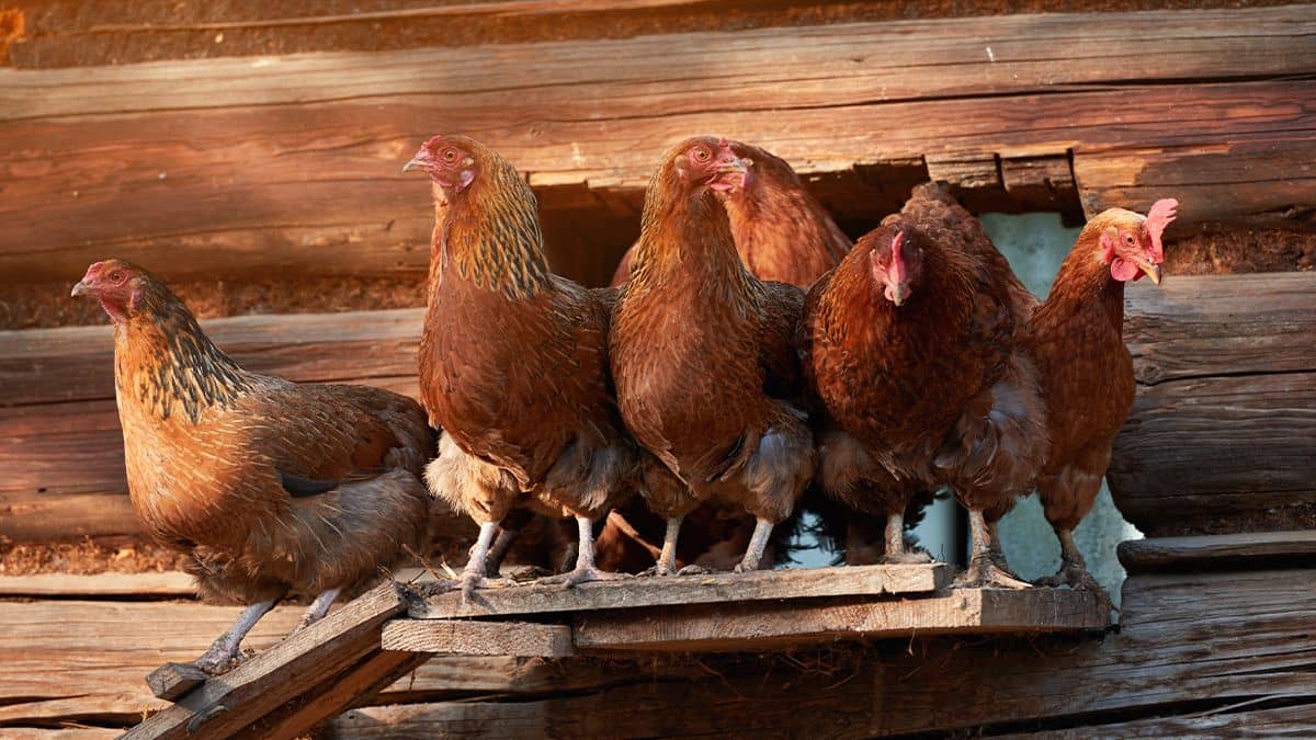 Hühnerschnupfen - Ursachen, Symptome und Behandlung