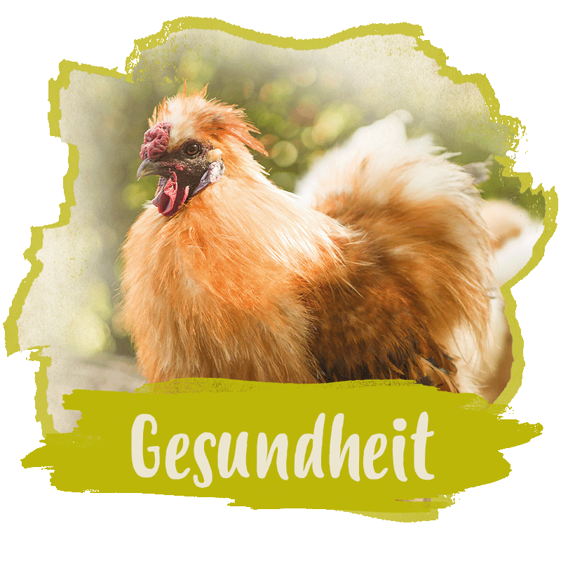 Kategorie Gesundheit Button Gesundheit. Auf dem Button ist ein hellbraunes Seidenhuhn abgebildet, sowie der Text "Gesundheit", der die Kategorie darstellt.