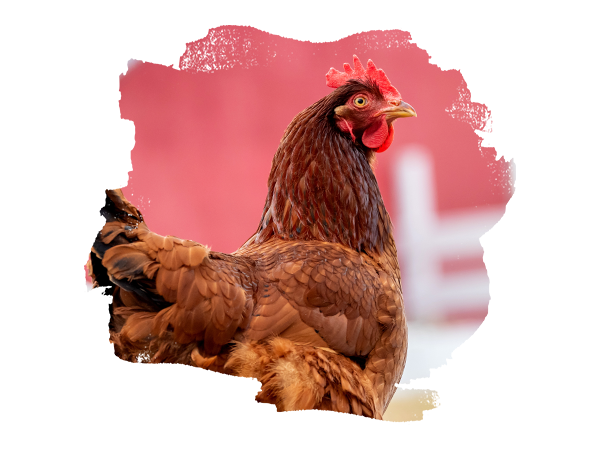 Braunes Huhn vor einem roten Hintergrund