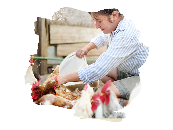 Frau in gestreiftem Oberteil füttert Hühner.