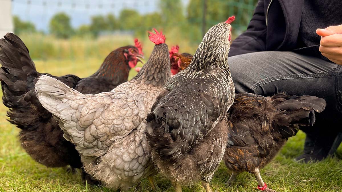 Alles über die Verdauung Deiner Hühner: Wichtige Infos und Tipps