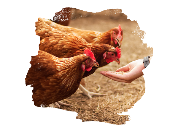 3 braune Hühner, die aus der Hand gefüttert werden