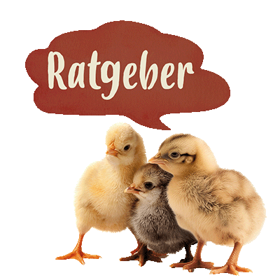 IdaPlus_Ratgeber 3 Küken mit einer Sprechblase über den Köpfen: Ratgeber