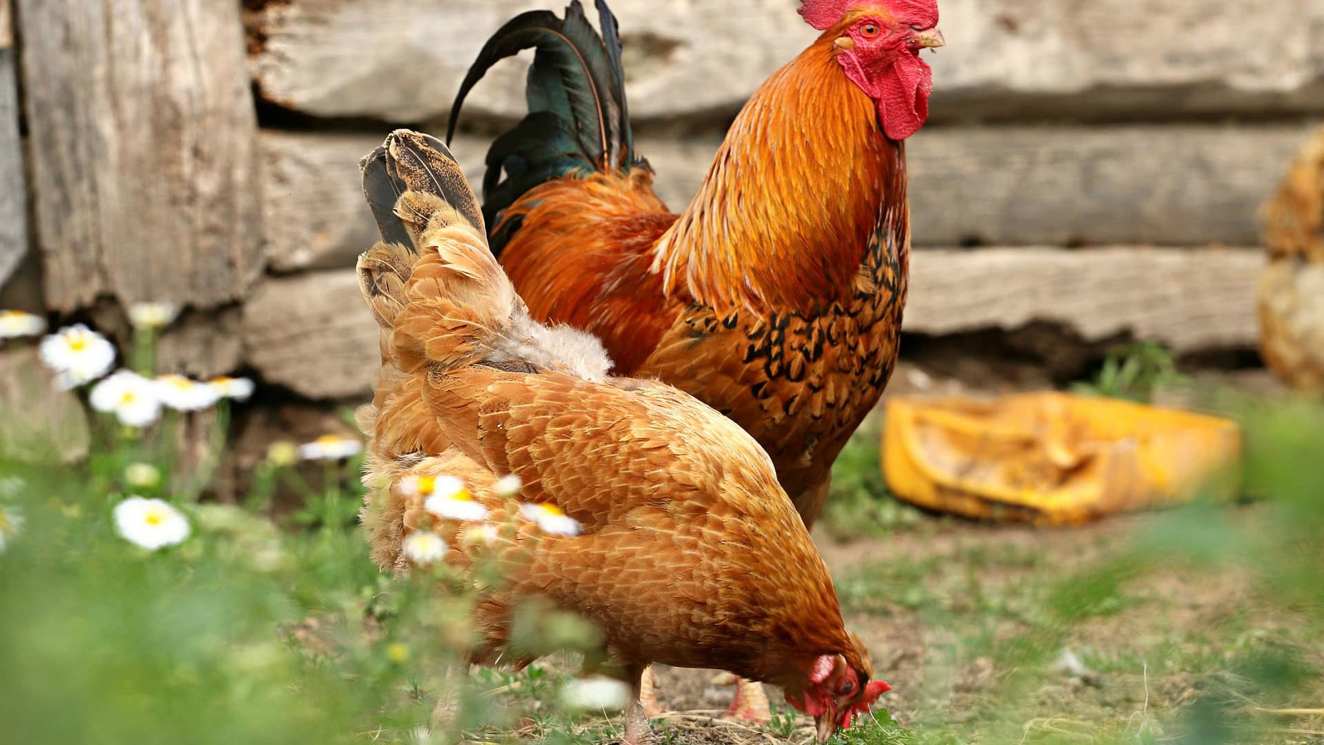 Kieselgur – Alles was man darüber wissen sollte