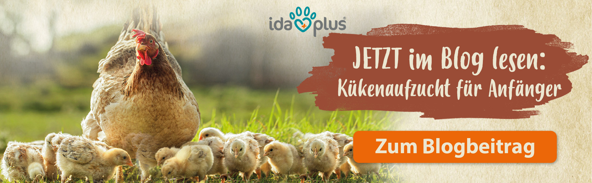 Kükenaufzucht für Anfänger Blogbeitrag Jetzt im Blog: Kükenaufzucht für Anfänger. Mit Klick auf das Bild gelangt man zum Blogbeitrag. Abgebildet ist eine Henne mit Küken.