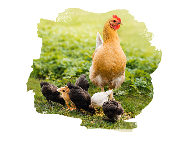 Hellbraune Henne, die mit 6 Küken in braun, weiß und schwarz auf einer Wiese sitzt