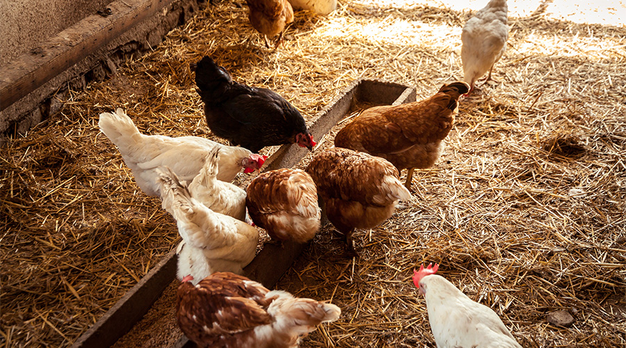 Mauser bei Hühnern - Das solltest Du wissen